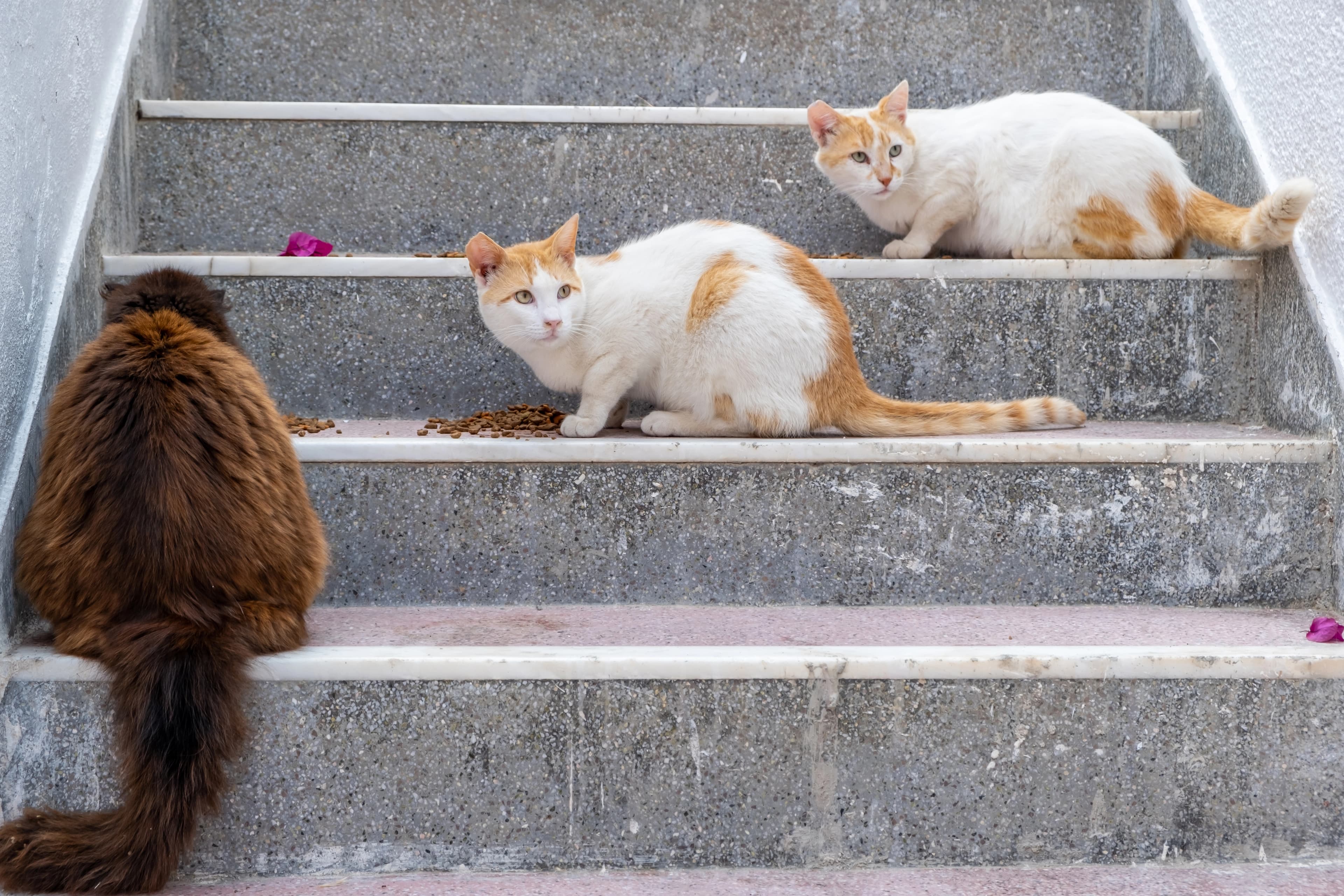 Help for Stray Animals